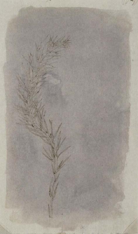 Willim Henry Fox Talbot Rosemary Twig oil painting image